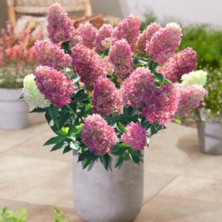 Гарденлайт Редлайт (Gardenlight Redlight) (ЗКС) Гарденлайт Редлайт (Gardenlight Redlight) (ЗКС)