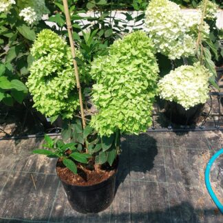 Би Грин (Bee Green) (ЗКС) Би Грин (Bee Green) (ЗКС)