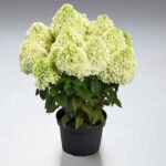 Пандалус (Pandalus) (ЗКС)