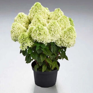 Пандалус (Pandalus) (ЗКС)