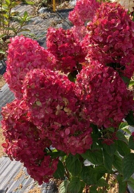 Пандалус (Pandalus) (ЗКС) Пандалус (Pandalus) (ЗКС) — изображение 2