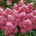 Петит Флори (Petite Flori ) (ЗКС)