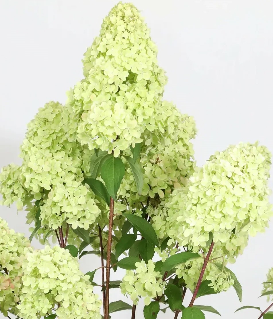 Петит Флори (Petite Flori ) (ЗКС) Петит Флори (Petite Flori ) (ЗКС) — изображение 2