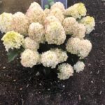 Пинк Шейд (Pink Shade) (ЗКС)