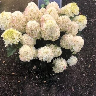 Пинк Шейд (Pink Shade) (ЗКС)