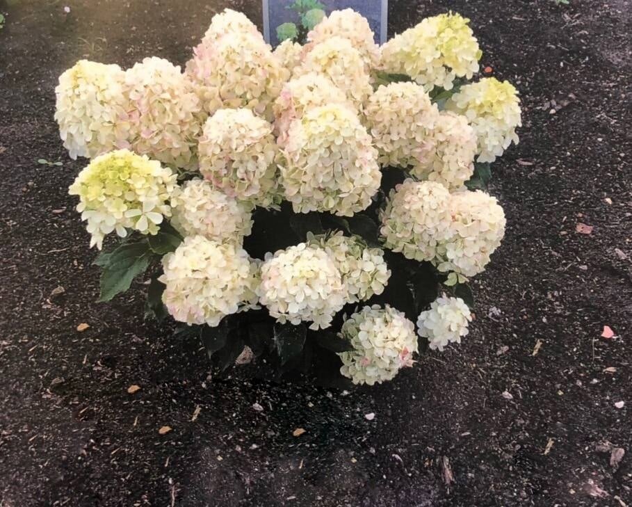 Пинк Шейд (Pink Shade) (ЗКС) Пинк Шейд (Pink Shade) (ЗКС)