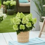 Блумулус Циррус (Bloomulus Cirrus) (ЗКС)