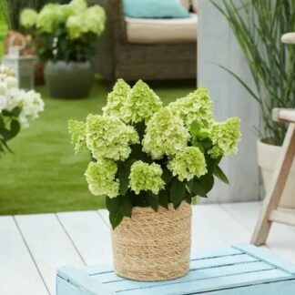 Блумулус Циррус (Bloomulus Cirrus) (ЗКС) Блумулус Циррус (Bloomulus Cirrus) (ЗКС)