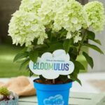 Блумулус Флаффа (Bloomulus Fluffa) (ЗКС)