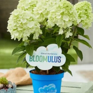 Блумулус Флаффа (Bloomulus Fluffa) (ЗКС) Блумулус Флаффа (Bloomulus Fluffa) (ЗКС)