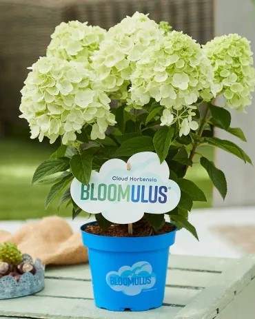 Блумулус Флаффа (Bloomulus Fluffa) (ЗКС) Блумулус Флаффа (Bloomulus Fluffa) (ЗКС)