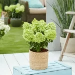 Блумулус Стратикс (Bloomulus Stratix) (ЗКС)