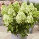 Гарденлайт Гринлайт (Gardenlight Greenlight) (ЗКС)