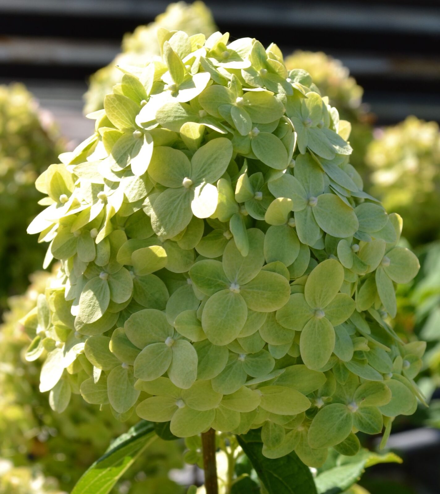 Гарденлайт Гринлайт (Gardenlight Greenlight) (ЗКС) Гарденлайт Гринлайт (Gardenlight Greenlight) (ЗКС) — изображение 2