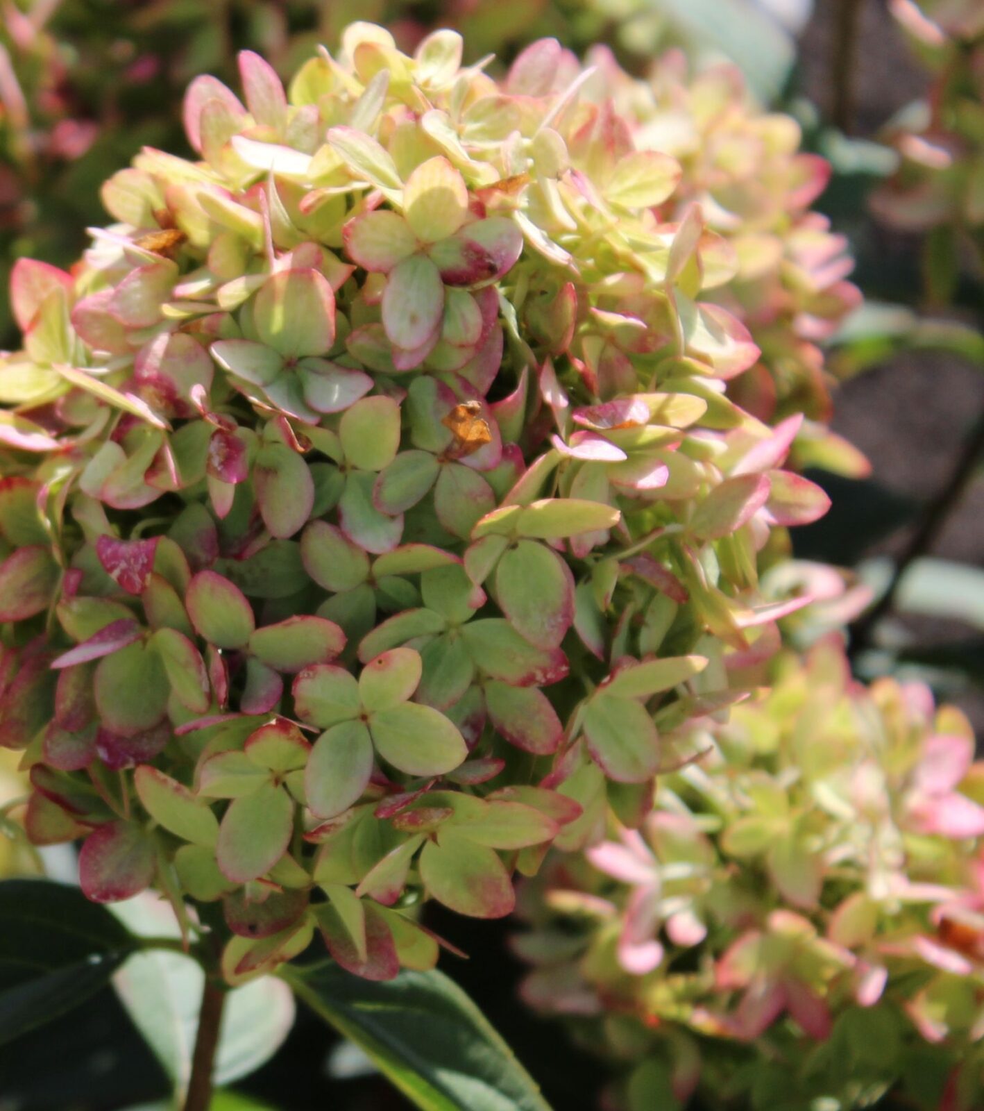 Гарденлайт Гринлайт (Gardenlight Greenlight) (ЗКС) Гарденлайт Гринлайт (Gardenlight Greenlight) (ЗКС) — изображение 3