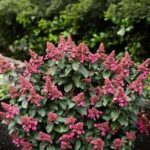 Инфинити (Infinity) (ЗКС)