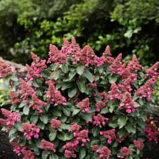 Инфинити (Infinity) (ЗКС) Инфинити (Infinity) (ЗКС)