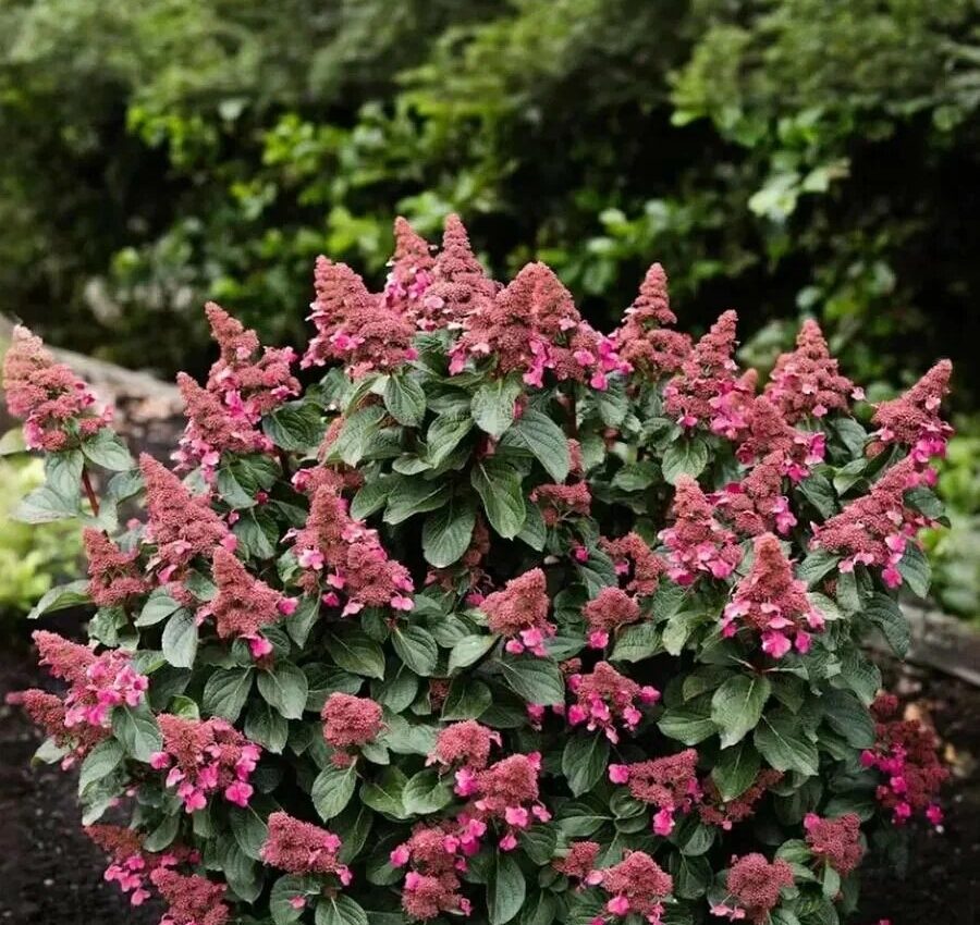 Инфинити (Infinity) (ЗКС) Инфинити (Infinity) (ЗКС)