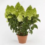 Пануччи (Panucci) (ЗКС)