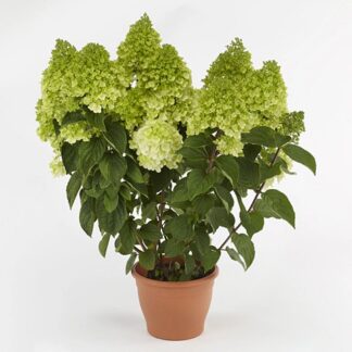 Пануччи (Panucci) (ЗКС)