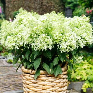 Гарденлайт XS-лайт (Gardenlight XS-light) (ЗКС) Гарденлайт XS-лайт (Gardenlight XS-light) (ЗКС)