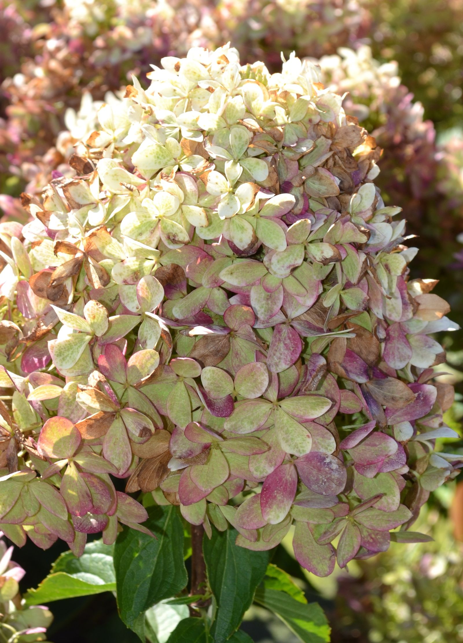 Гарденлайт XS-лайт (Gardenlight XS-light) (ЗКС) Гарденлайт XS-лайт (Gardenlight XS-light) (ЗКС) — изображение 3