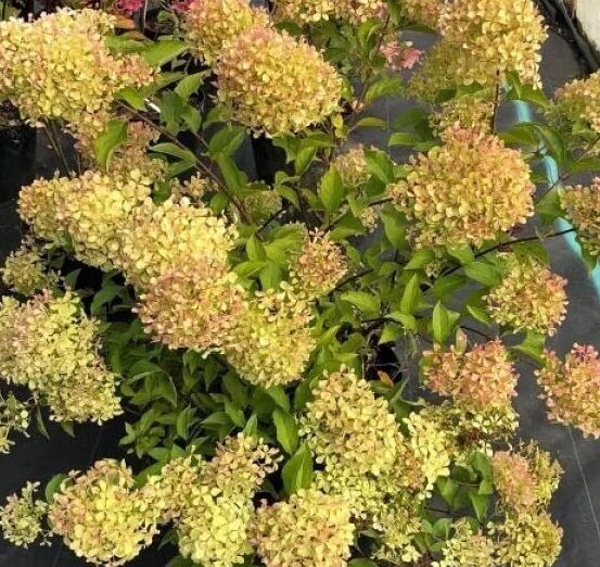 Жемчужина Фестиваля (Perle de Festival) (ЗКС) Жемчужина Фестиваля (Perle de Festival) (ЗКС) — изображение 2