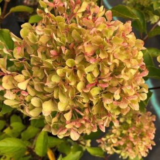 Жемчужина Фестиваля (Perle de Festival) (ЗКС) Жемчужина Фестиваля (Perle de Festival) (ЗКС)