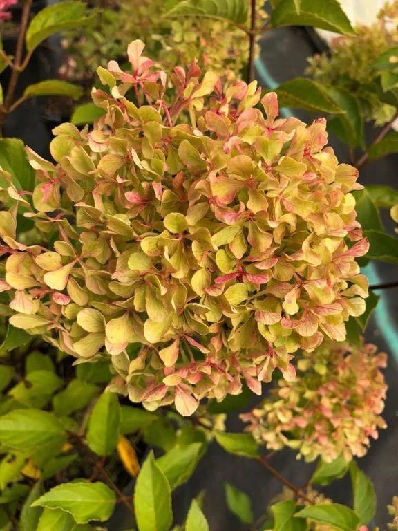 Жемчужина Фестиваля (Perle de Festival) (ЗКС) Жемчужина Фестиваля (Perle de Festival) (ЗКС)