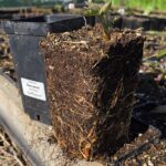 Бжезина (Brzezina) (ЗКС) от 50 шт