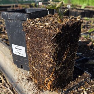 Бжезина (Brzezina) (ЗКС) от 50 шт