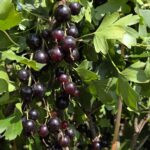 Смородина золотистая Осенняя Вишня (ЗКС)-двухлетка